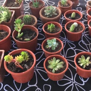 Tus Plantas