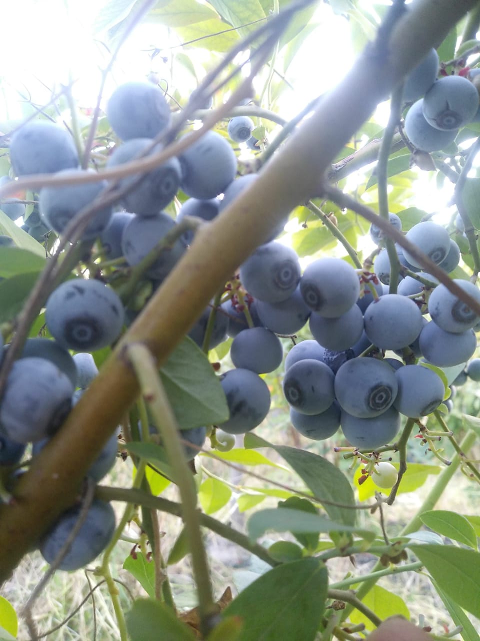 Arándanos en Venta +56974899467