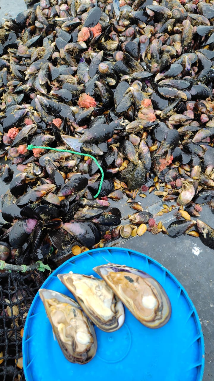 Frutos del Mar El Huaiqui - Imagen 5